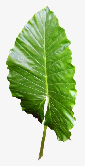 Green Leaves Clipart Leafe - Blätter Png #952796 Green Leaves Clipart Leafe - Blätter Png #952796