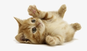 Kitten Desktop Wallpaper Siberian - Like Cats #953902