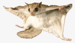 Flying Squirrel - Flying Squirrel With No Background #954020