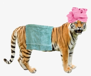 Grft In A Bath Towel - Colchester Zoo #954695