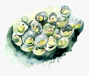 Gimbap #954982