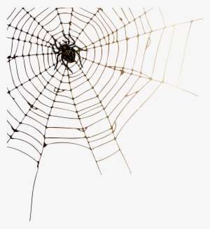 Cobweb Png #955118 Cobweb Png #955118