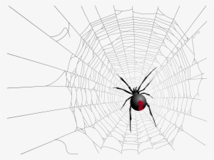 Halloween Transparent Net And Spider Picture - Spider #955342