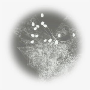 Cobweb - Cobweb Bdo #955525