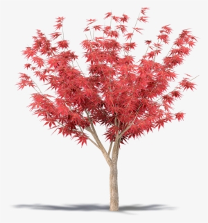 Maple #955526