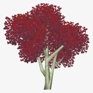 Bloodgood Japanese Maple 3 - Floral Design #955604