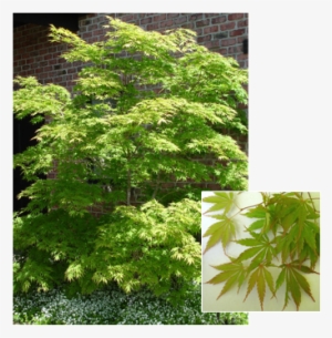 Acer Palmatum 'omure Yama' - Maple #955692
