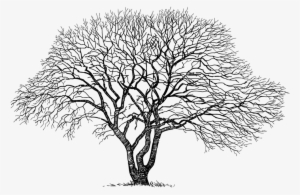 Does Maple Syrup From Red Maple Taste Different - Vieil Arbre Dessin #955999