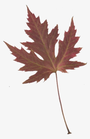 Japanese - Japanese Maple Leaf Transparent #956051