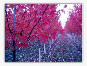 Fraser Fir G2 - Minnesota Maple Trees #956098