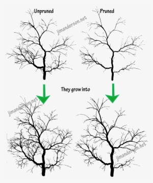 Japanese Maple Tree At Getdrawings Com Free - Pruning #956120