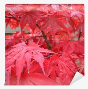 Acero Rosso Giapponese Palmato #956366