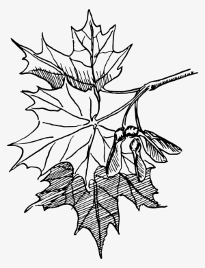 This Free Icons Png Design Of Sugar Maple #956413