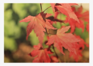 Beautiful, Red Japanese Maple Tree Leaves Poster • - Acer Capillipes #956603