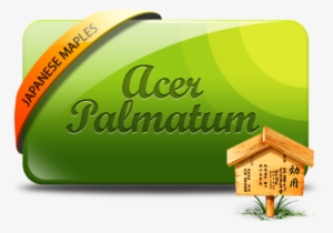 Acer Palmatum Seiryu - Acer Dissectum #956637