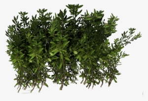 Violets, Narsian Hedge - Herbaceous Plant #957459