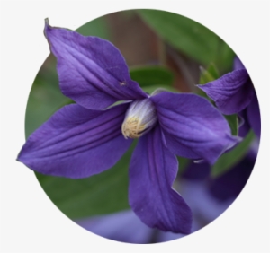 Single Dark Purple Clematis Bloom At The Rogerson Clematis - The Rogerson Clematis Garden #957809