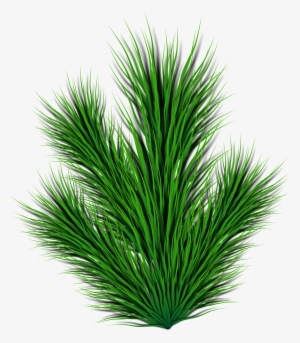 This Free Icons Png Design Of Pine Branch #957857