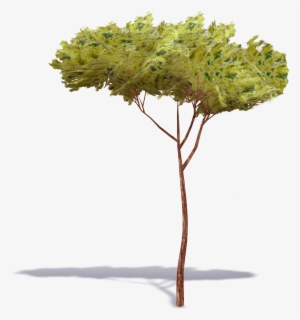 Pine #957916 Pine #957916