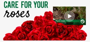 Tlc How-to Video Series #957997