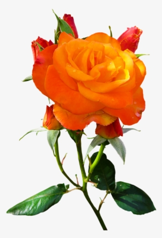 Growing Your Own Organic Garden Can Really Give You - Flower #958063