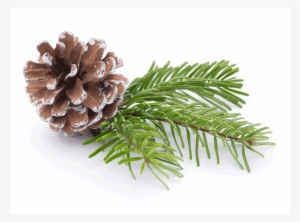 Pine - Fir #958260