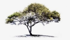 While These Plants And Areas Will Not Be Individually - Acacia Tree Sketch Drawing #958757