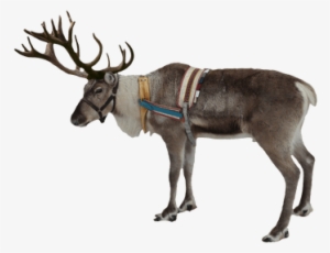 Reindeer Png #959661