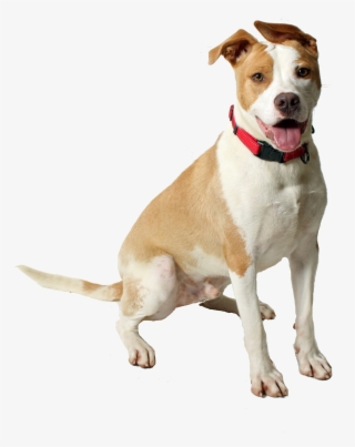 Preparing For Pooch - American Pit Bull Terrier #9505979