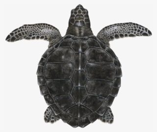 Juvenile Kemp's Ridley Sea Turtle - Hawksbill Sea Turtle #9506861