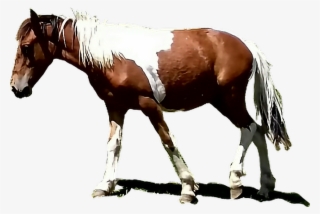 Caballo Sticker - Sorrel #9506964