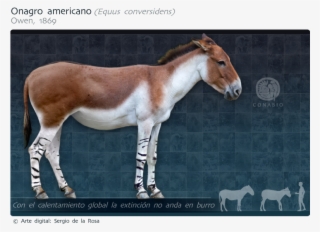 Caballo Del Pleistoceno Americano #9507035