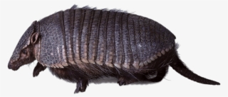 Armadillo Walking - Hofmannophila Pseudospretella #9507211