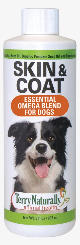 Border Collie #9507759