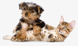 Banner-give - Dog #9507866