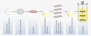 Cell Line Development Workflow - Lampshade #9508908