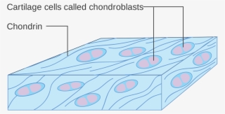 Bone Vs - Cartilage - Cartilage Cell Diagram #9508939