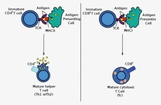 Adaptive Immune System #9509051