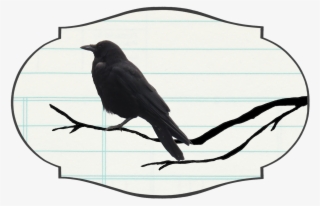 Crow On Branch Lined Rule Label - American Crow #9509281
