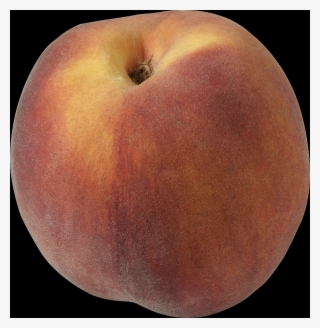 The Peach Is Classified With The Almond In The Subgenus - Peach #9509283