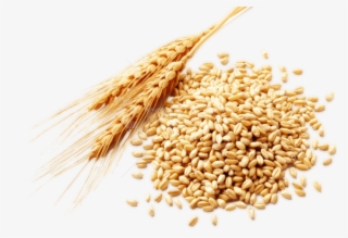 Free Png Download Wheat Png Images Background Png Images - Wheat Germ #9509684 Free Png Download Wheat Png Images Background Png Images - Wheat Germ #9509684