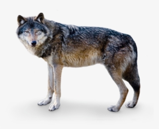 However, Several Centuries Ago Wolves Were Revered - Europäischer Wolf #9509689