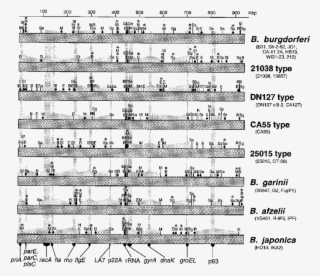 Comparison Of The Physical And Genetic Maps Of The - Sheet Music #9510377