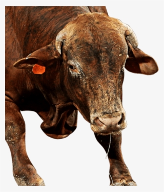 Buck John - Dairy Cow #9510627