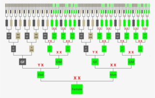 X-chromosome Inheritance Chart - Genealogical Dna Test #9510731