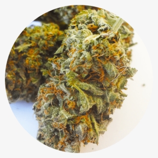 Bubba Kush At Great Weed North - Momordica Charantia #9511952