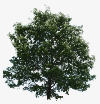 Trees #9515979
