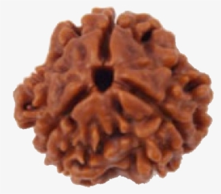 3 Mukhi - All Mukhi Rudraksh #9516577