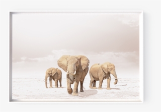 Photographs - Indian Elephant #9517482