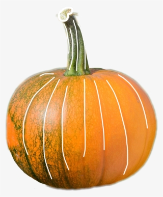 Pumpkin Sticker - Pumpkin #9518049
